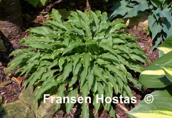 Hosta Tattle Tails